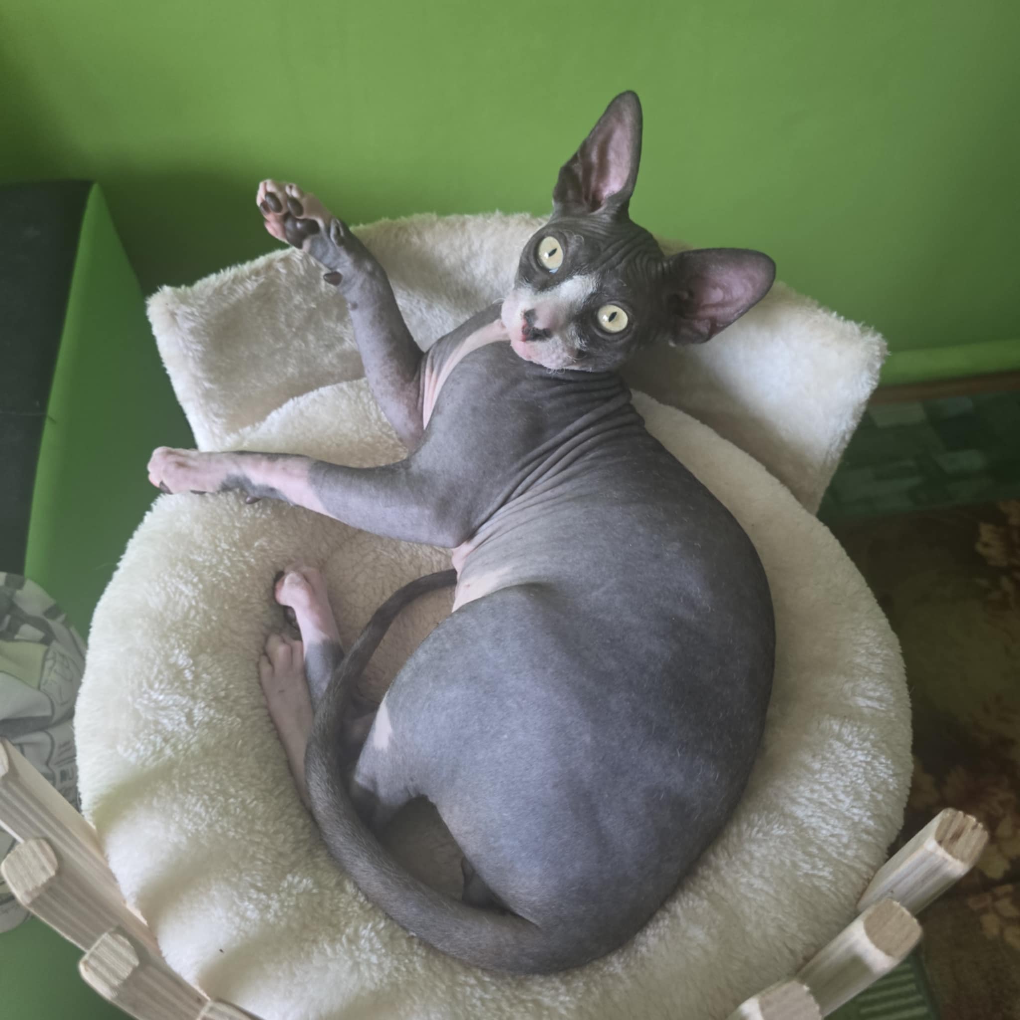 Apa